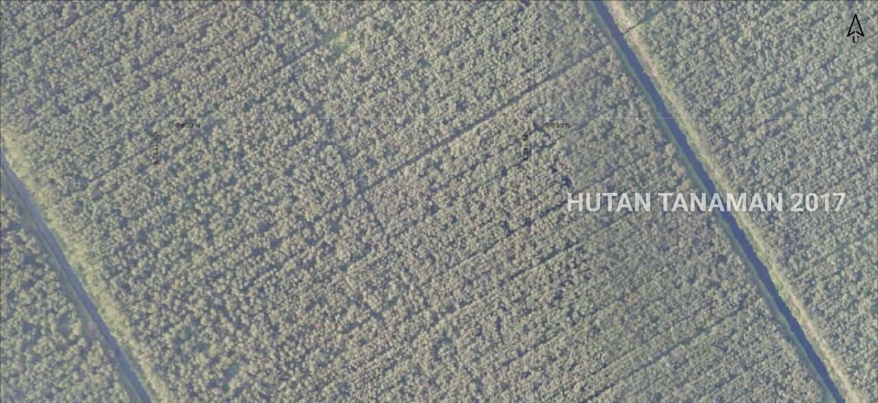 Peta deforestasi dan gambar drone lahan konsesi HTI PT Muara Sungai Landak di Kalimantan Barat, dipotret pada rentang 2014–2017. Terlihat kerusakan hutan alam dan pembangunan hutan tanaman Akasia di lahan gambut, di konsesi HTI tersebut.