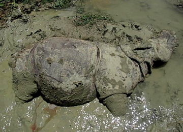 Badak jawa : langkah mundur konservasi di ujung kulon (2023)