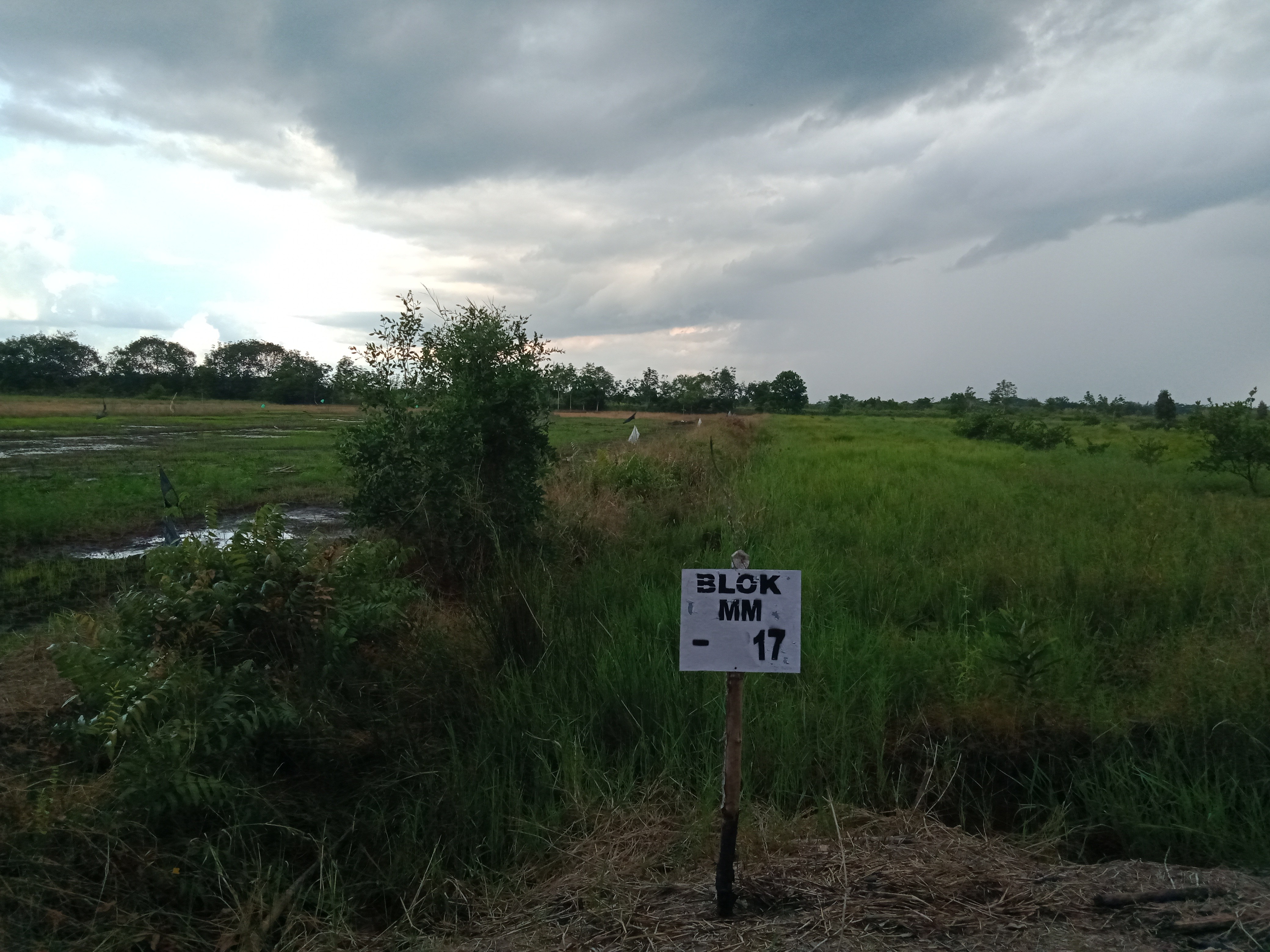 Cetak sawah di gambut Kalteng potensial hadirkan petaka baru