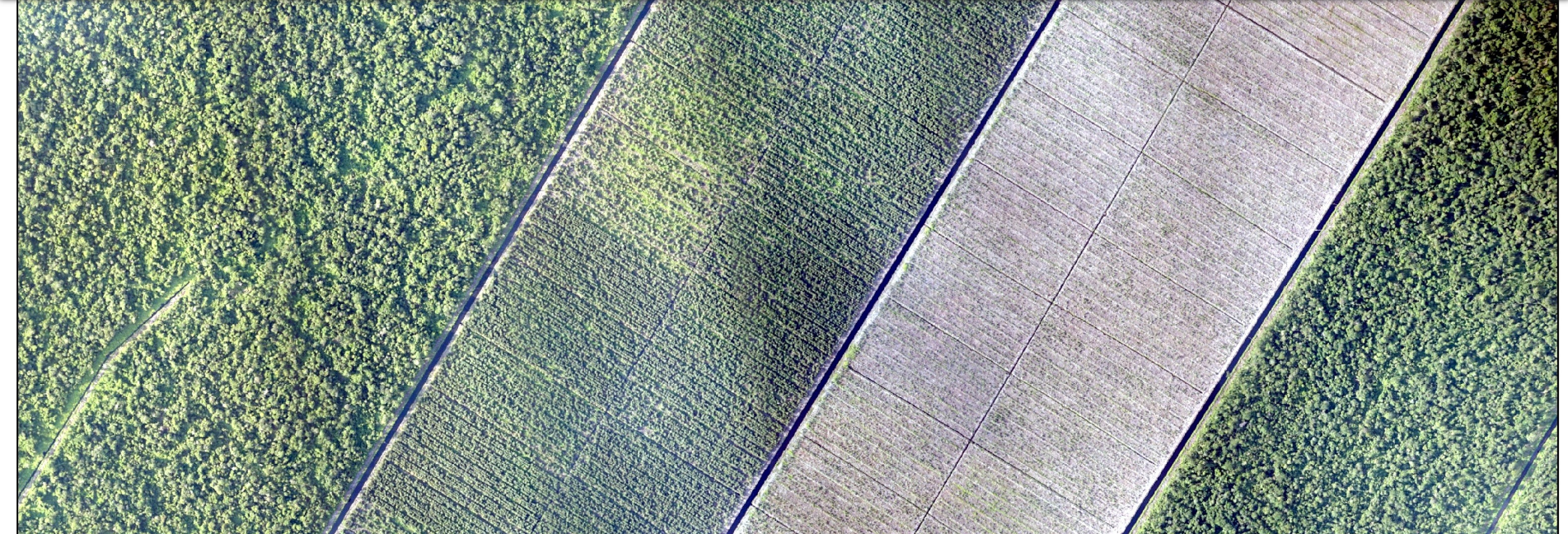 Deforestasi di Muara Sungai Landak, konsesi terhubung APP