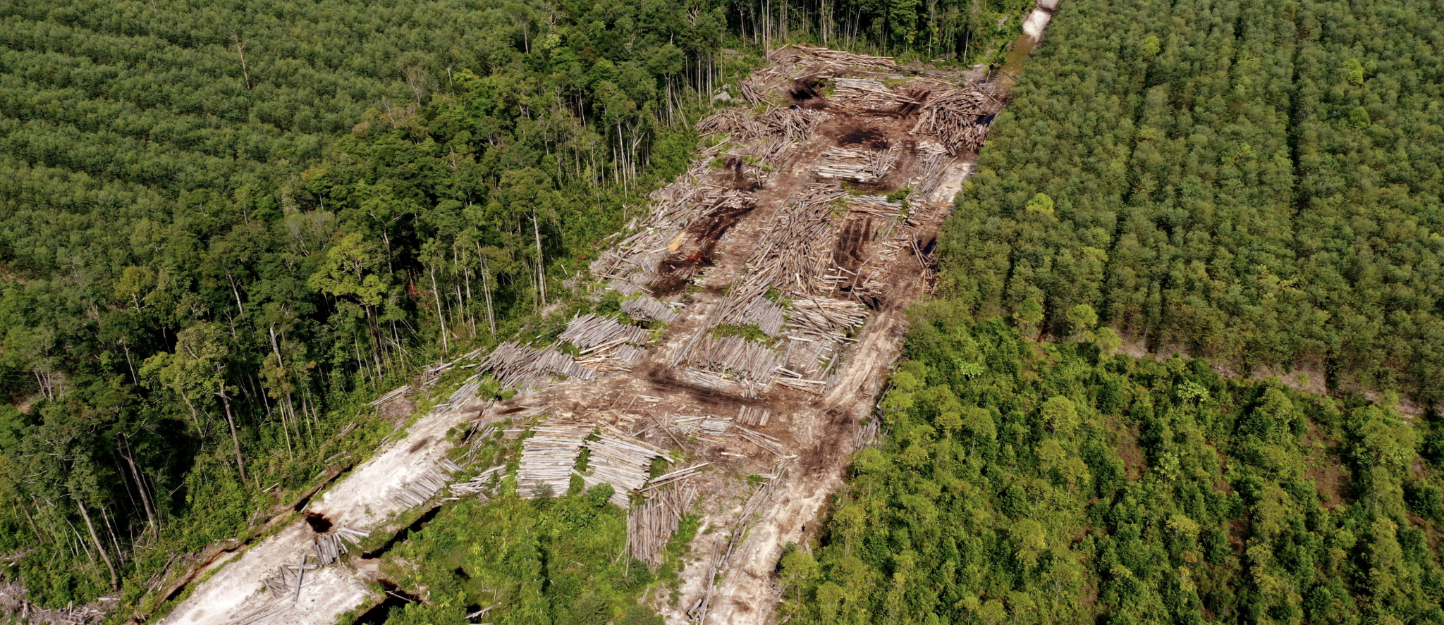 Paradoks PEFC: Salah satu pelaku deforestasi terburuk di Indonesia disertifikasi 'berkelanjutan'