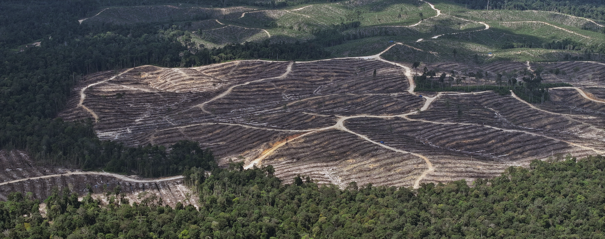 Royal Golden Eagle mengakui ada deforestasi baru dalam rantai pasokan kayu pulpnya.